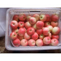 Small Size Gala Apple